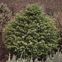 Choina kanadyjska Tsuga canadensis Styczeń Pojemnik Luty Marzec Pojemnik Sadzenie Pojemnik,