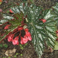 Begonia gat.