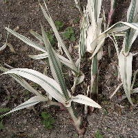 Arundo trzcinowate Arundo donax Przesadzanie, Sadzenie