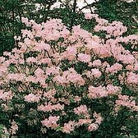 Różanecznik Schlippenbacha Rhododendron schlippenbachii Styczeń Pojemnik Luty Marzec Pojemnik Lekkie przycinanie