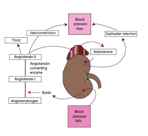 Wydzielana jest Renina: Angiotensynogen (-2-globulina)