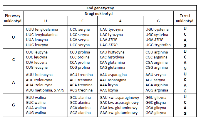 14. Posługując się tabelą kodu genetycznego, określ, która sekwencja nukleotydów RNA, mogła kodować następującą sekwencję aminokwasów: arginina alanina seryna - prolina a/ CGA GCU UCG CCU AUG b/ AGA