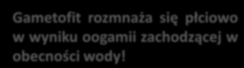 Cykl rozwojowy paprotnika jednakozarodnikowego - narecznica samcza Budowa przedrośla (gametofitu) obupłciowego u narecznicy.