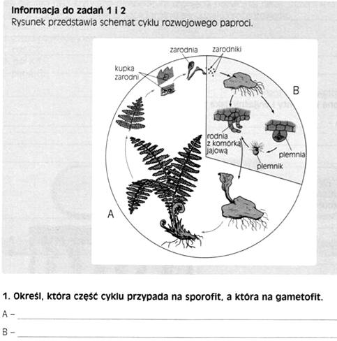 Mejoza zachodzi w zarodni i prowadzi do