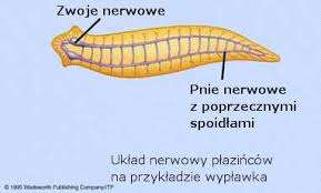 Płazince.