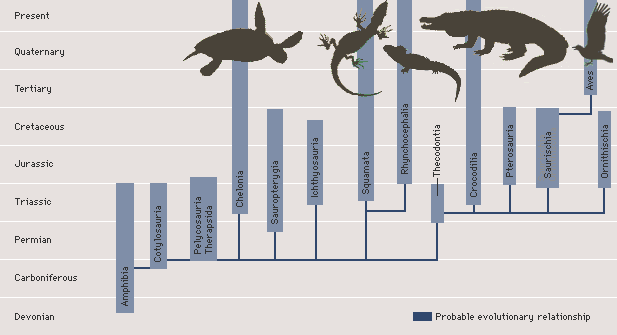 Evolucja gadów Gady wyewoluowały z płazów około 320 mln lat