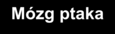Mózg ptaka Ptaki, inaczej niż ssaki, znacznie rozwinęły boczną część kory mózgu.