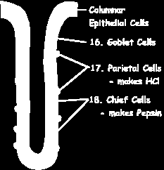 Gruczoł żołądkowy Nabłonek walcowaty Komórki kubkowate Komórki okładzinowe Komórki główne