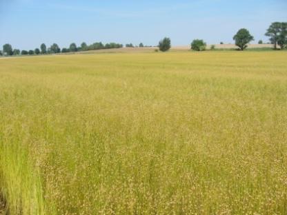 WŁÓKNA NATURALNE W POLSCE 2010 rok Len włóknisty areał uprawy 500 ha Konopie włókniste areał uprawy 307 ha Len i konopie to ważne surowce odnawialne.