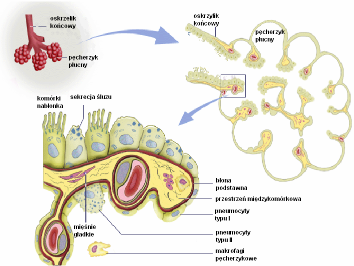STRUKTURA PĘCHERZYKA PŁUCNEGO Liczba pęcherzyków płucnych wynosi średnio ok. 300 mln, całkowita powierzchnia ok.