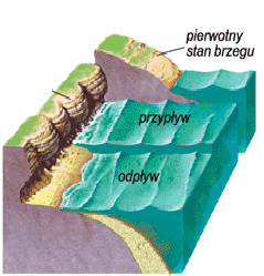 Polecenie 30. Określ dominujący typ i scharakteryzuj warunki wietrzenia podanych obszarach. A. Nizina Amazonki; 9 B. Pustynia Namib; A C. Tatry. Polecenie 31.