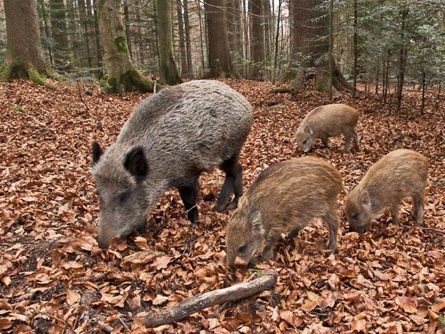 ZNACZENIE DZIKÓW W SZERZENIU SIĘ