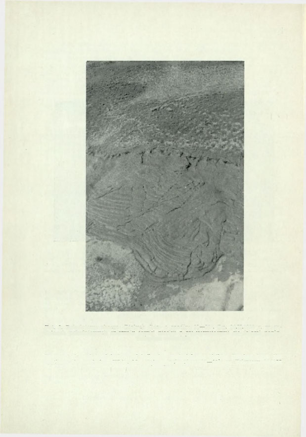 Fot. 2. Południowe zbocze «Białych Gór» o spadku 22 28. Dn. 24.11.1955 r.