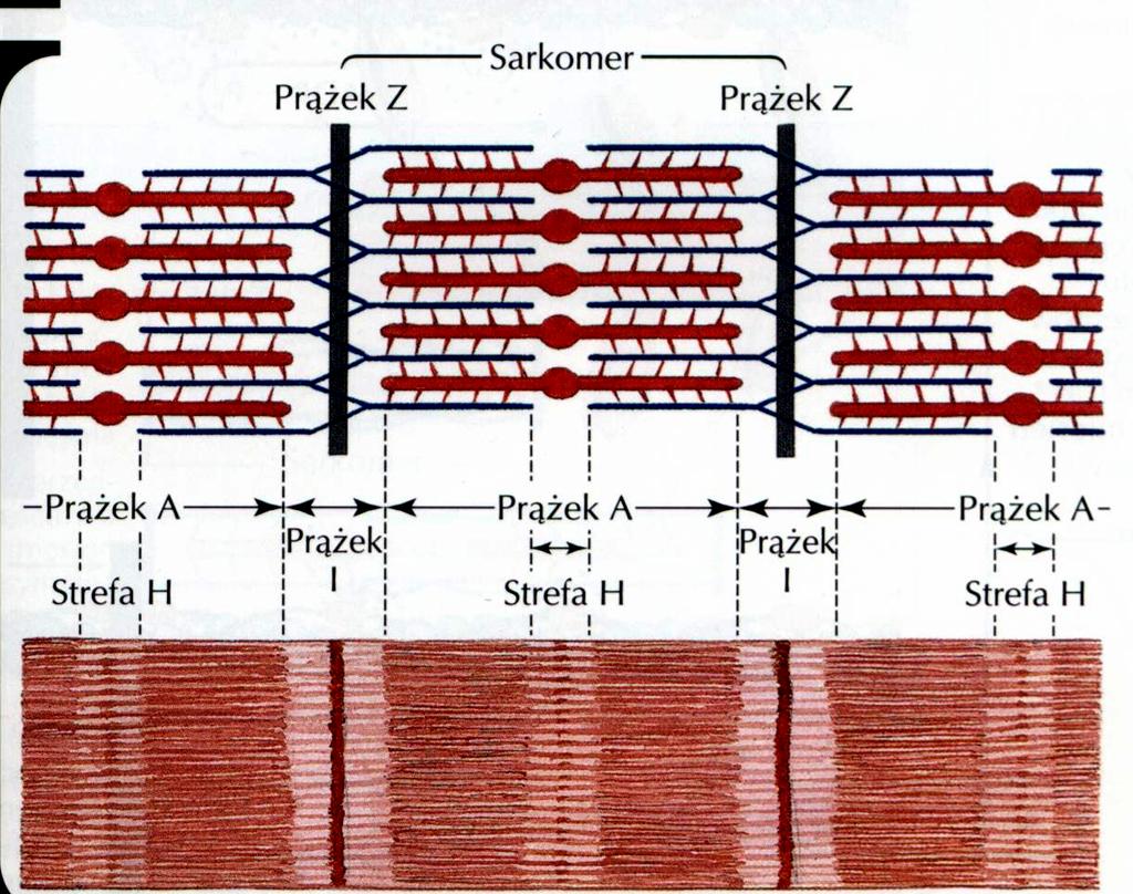 Sarkomer funkcjonalna jednostka włókna