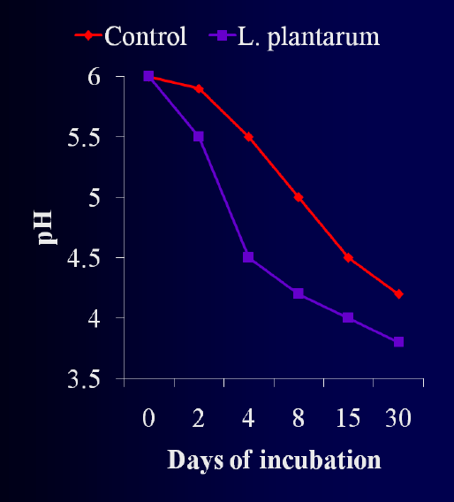 Inokulanty tradycyjne Zależne od Lactobacillus plantarum Dodawane w celu