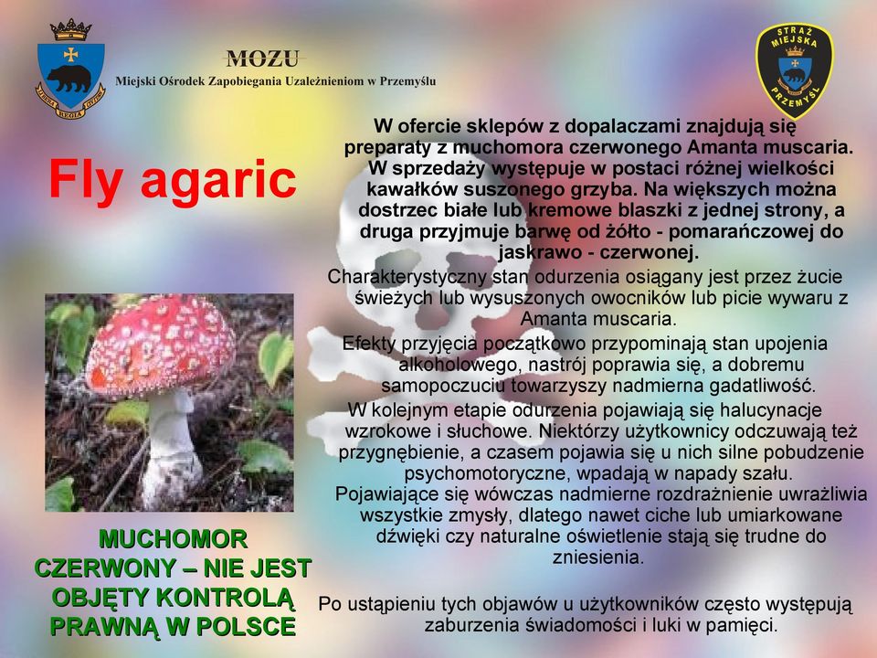 Charakterystyczny stan odurzenia osiągany jest przez żucie świeżych lub wysuszonych owocników lub picie wywaru z Amanta muscaria.