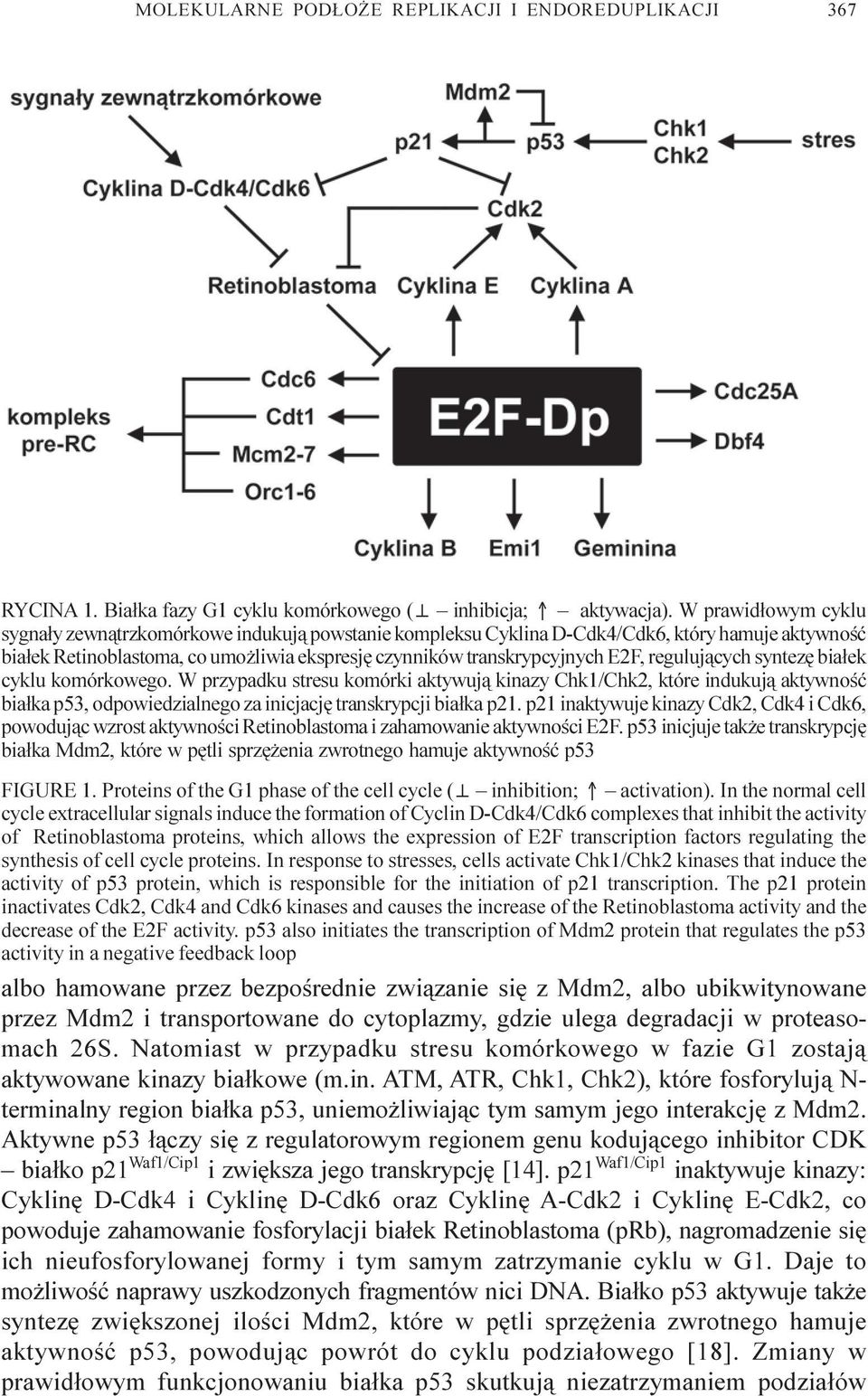 reguluj¹cych syntezê bia³ek cyklu komórkowego. W przypadku stresu komórki aktywuj¹ kinazy Chk1/Chk2, które indukuj¹ aktywnoœæ bia³ka p53, odpowiedzialnego za inicjacjê transkrypcji bia³ka p21.