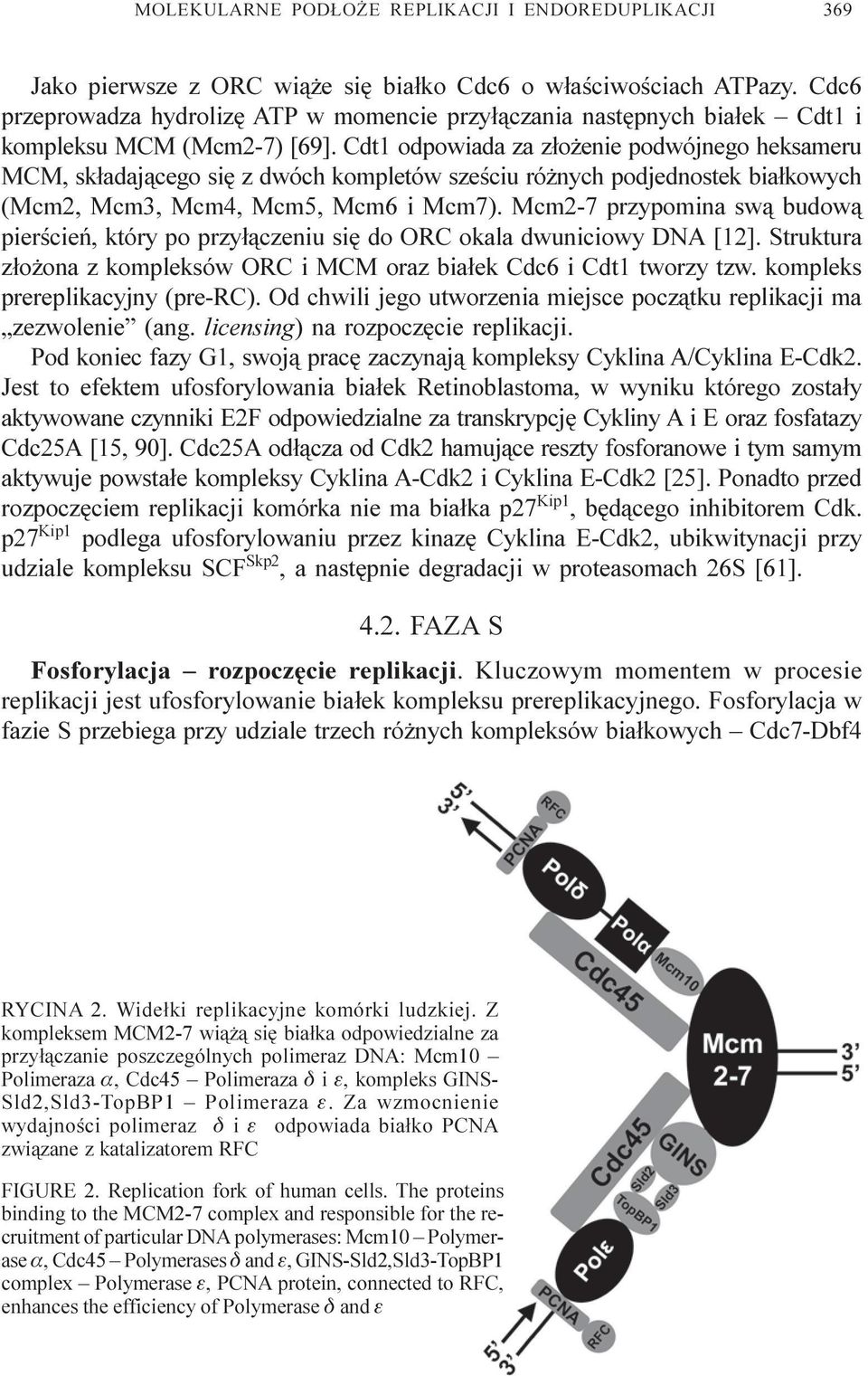 Cdt1 odpowiada za z³o enie podwójnego heksameru MCM, sk³adaj¹cego siê z dwóch kompletów szeœciu ró nych podjednostek bia³kowych (Mcm2, Mcm3, Mcm4, Mcm5, Mcm6 i Mcm7).