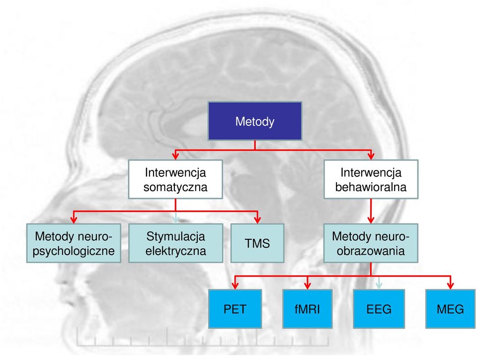 neuropsychologiczne Stymulacja