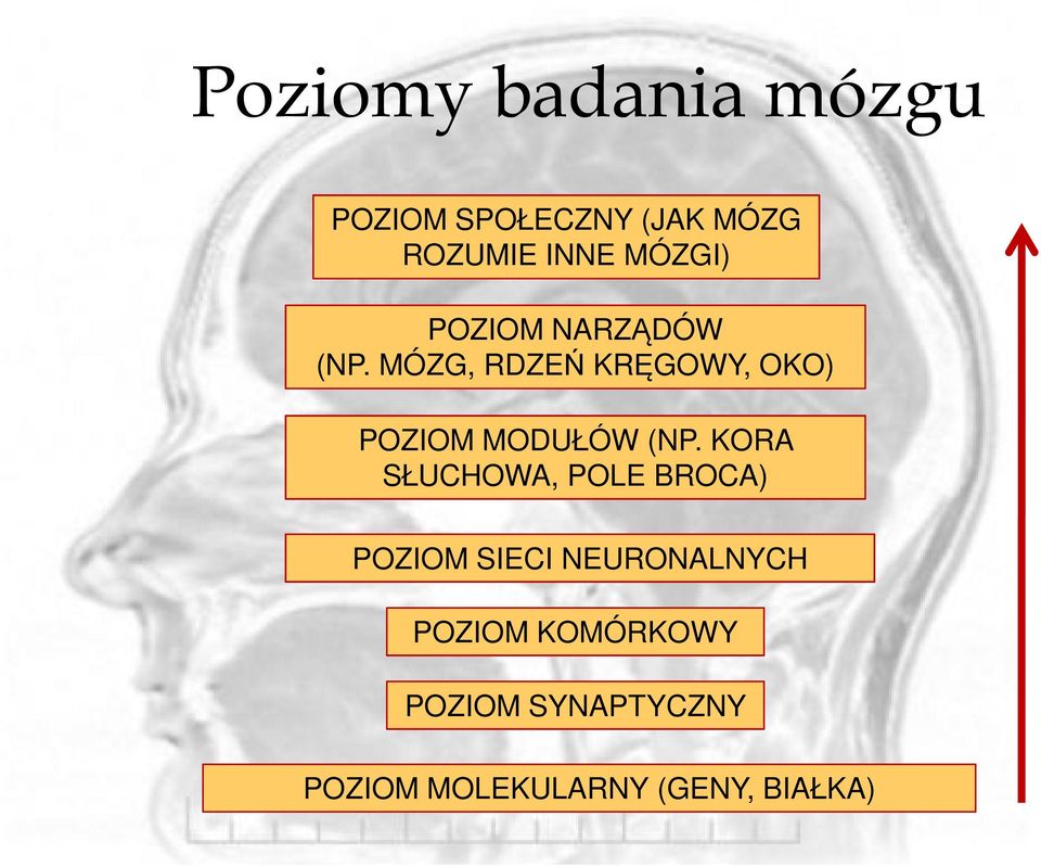 MÓZG, RDZEŃ KRĘGOWY, OKO) POZIOM MODUŁÓW (NP.