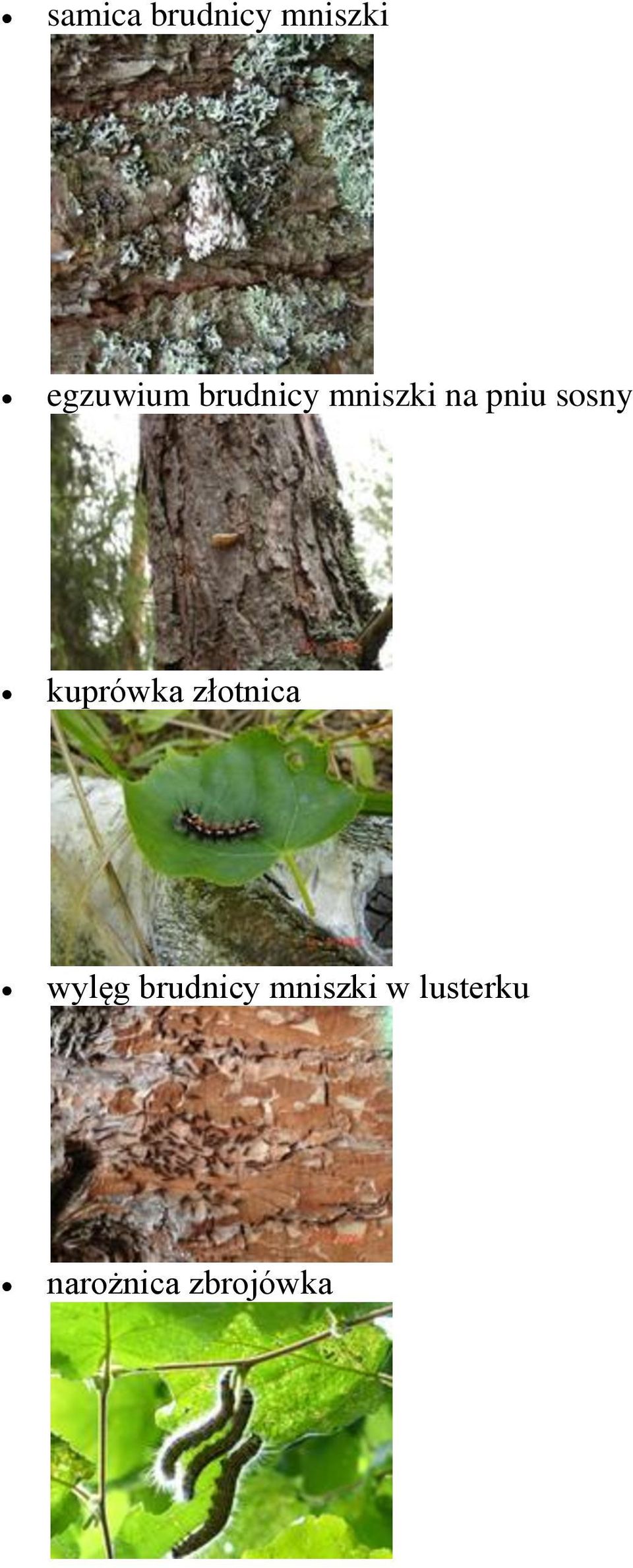 kuprówka złotnica wylęg brudnicy