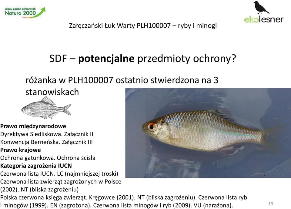 Załącznik II Konwencja Berneńska. Załącznik III Ochrona gatunkowa. Ochrona ścisła Czerwona lista IUCN.