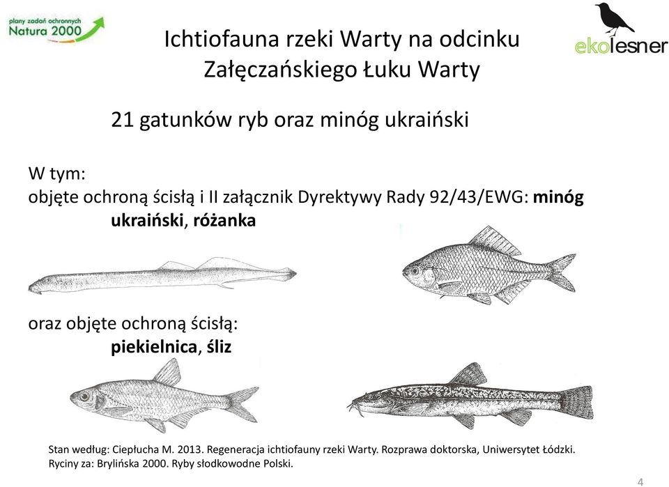 objęte ochroną ścisłą: piekielnica, śliz Stan według: Ciepłucha M. 2013.