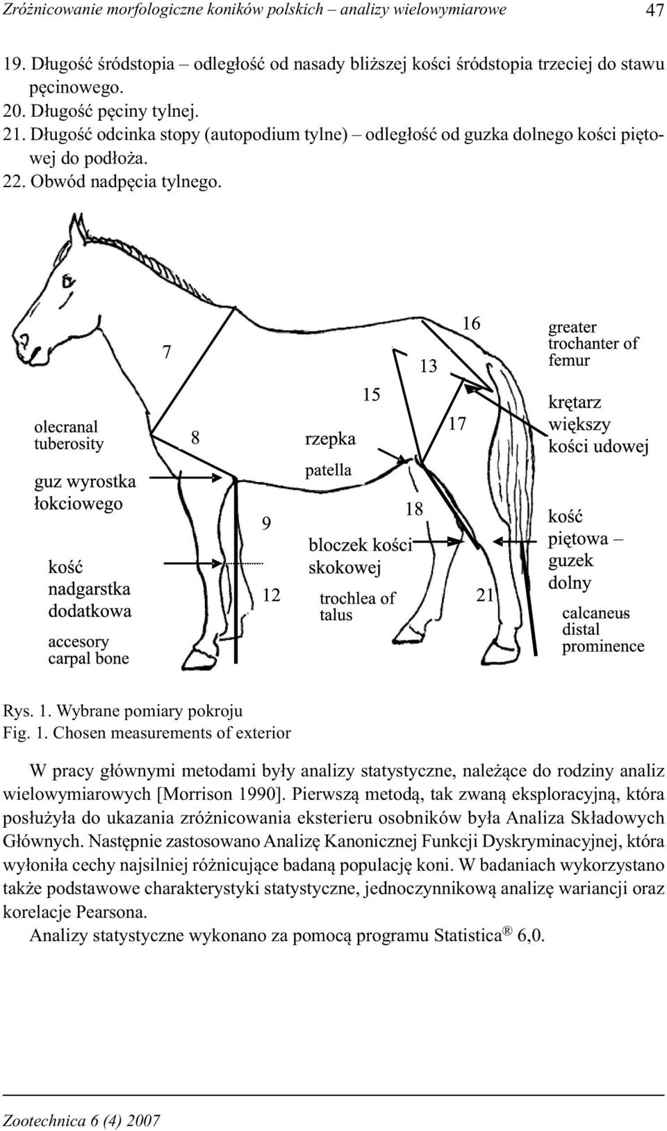 Wybrane pomiary pokroju Fig. 1. Chosen measurements of exterior W pracy głównymi metodami były analizy statystyczne, należące do rodziny analiz wielowymiarowych [Morrison 1990].