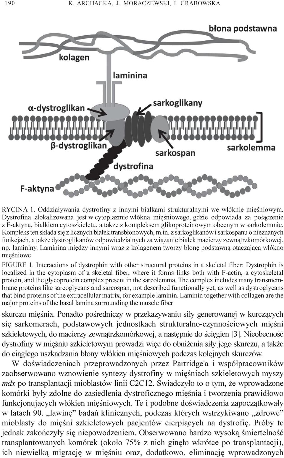 Kompleks ten sk³ada siê z licznych bia³ek transb³onowych, m.in.