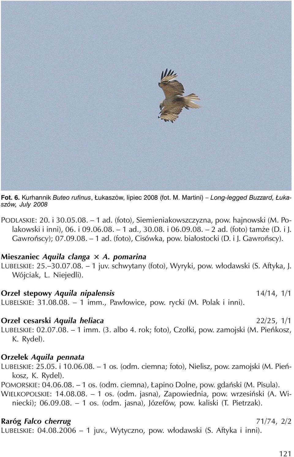 pomarina LUBELSKIE: 25. 30.07.08. 1juv.schwytany (foto), Wyryki, pow. włodawski (S. Aftyka, J. Wójciak, L. Niejedli). Orzeł stepowy Aquila nipalensis 14/14, 1/1 LUBELSKIE: 31.08.08. 1 imm.