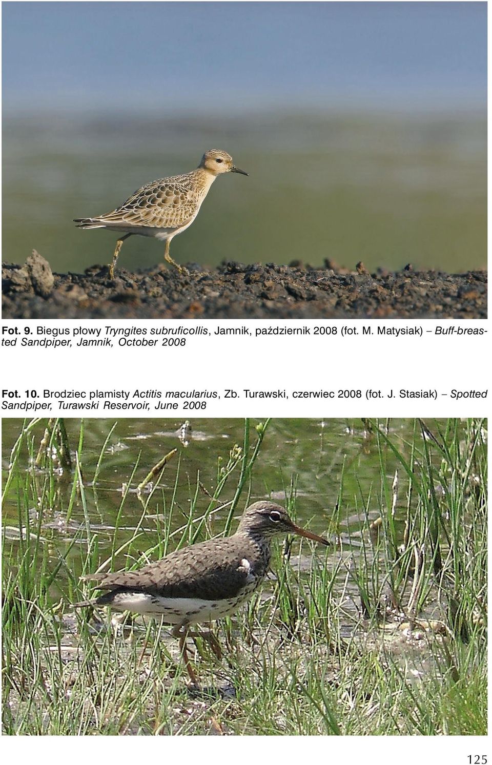 Matysiak) Buff-breasted Sandpiper, Jamnik, October 2008 Fot. 10.