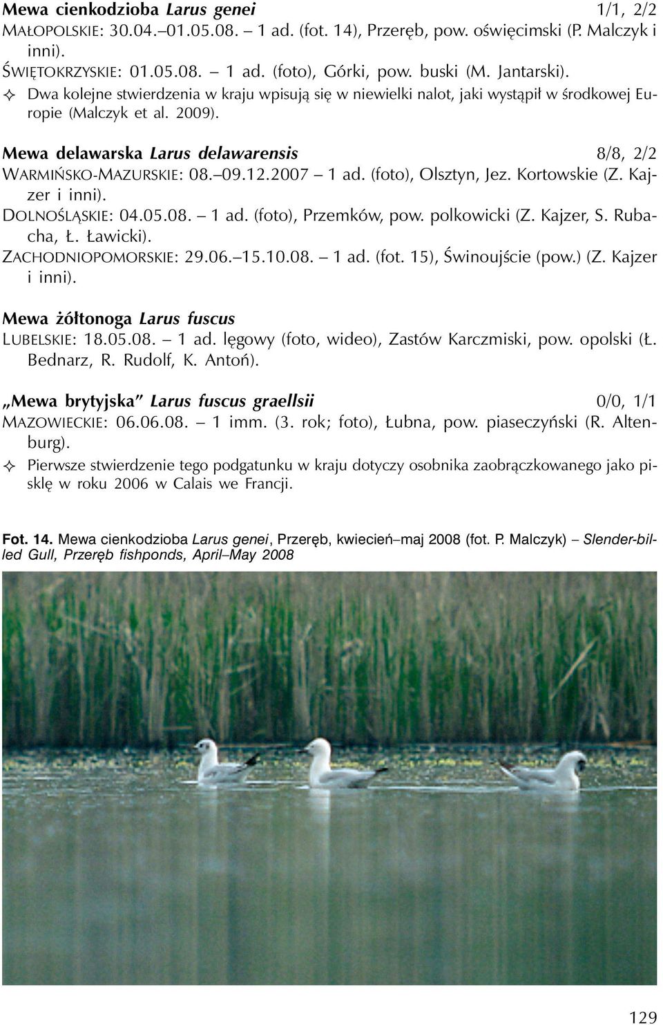 Mewa delawarska Larus delawarensis 8/8, 2/2 WARMIŃSKO-MAZURSKIE: 08. 09.12.2007 1 ad. (foto), Olsztyn, Jez. Kortowskie (Z. Kajzer i inni). DOLNOŚLĄSKIE: 04.05.08. 1 ad. (foto), Przemków, pow.