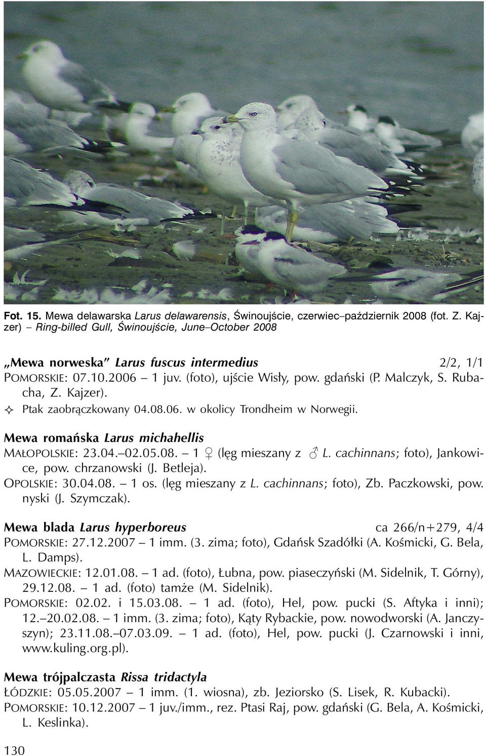 Kajzer). Ptak zaobrączkowany 04.08.06. wokolicy Trondheim wnorwegii. Mewa romańska Larus michahellis MAŁOPOLSKIE: 23.04. 02.05.08. 1 (lęg mieszany z L. cachinnans; foto), Jankowice, pow.