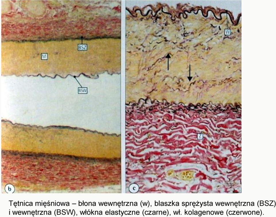 (BSZ) i wewnętrzna (BSW), włókna