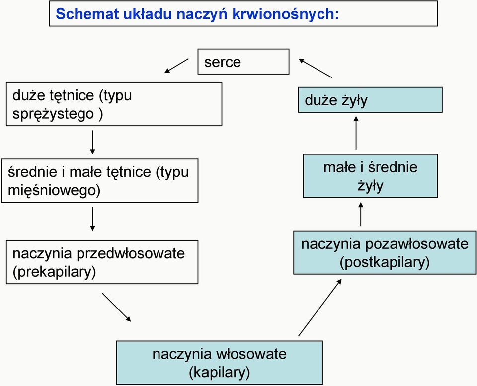 mięśniowego) małe i średnie żyły naczynia przedwłosowate