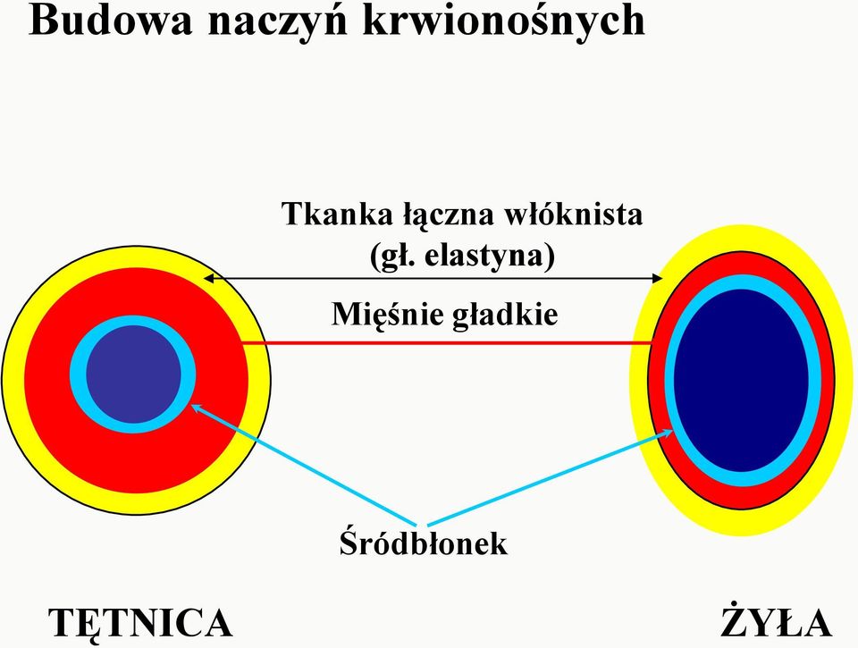 (gł. elastyna) Mięśnie