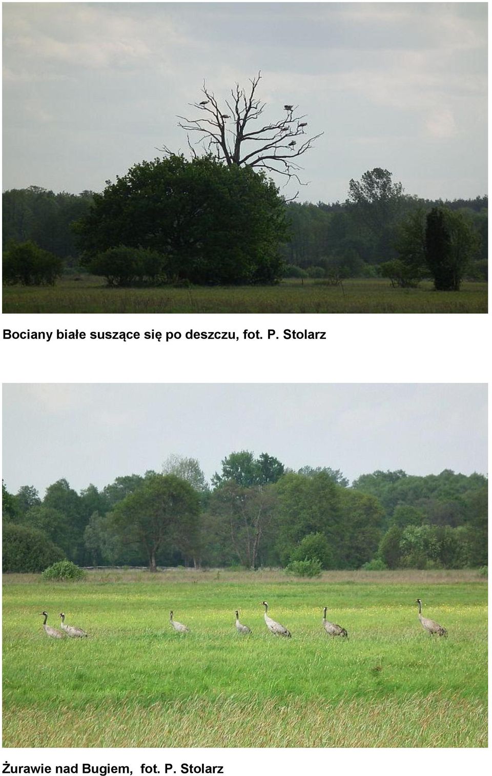 Stolarz Żurawie nad