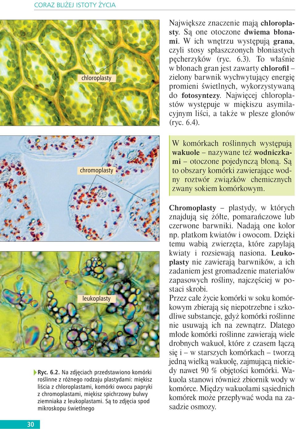 Najwi cej chloroplastów wyst puje w mi kiszu asymilacyjnym li ci, a e w plesze glonów (ryc. 6.4). chromoplasty leukoplasty Ryc. 6.2.