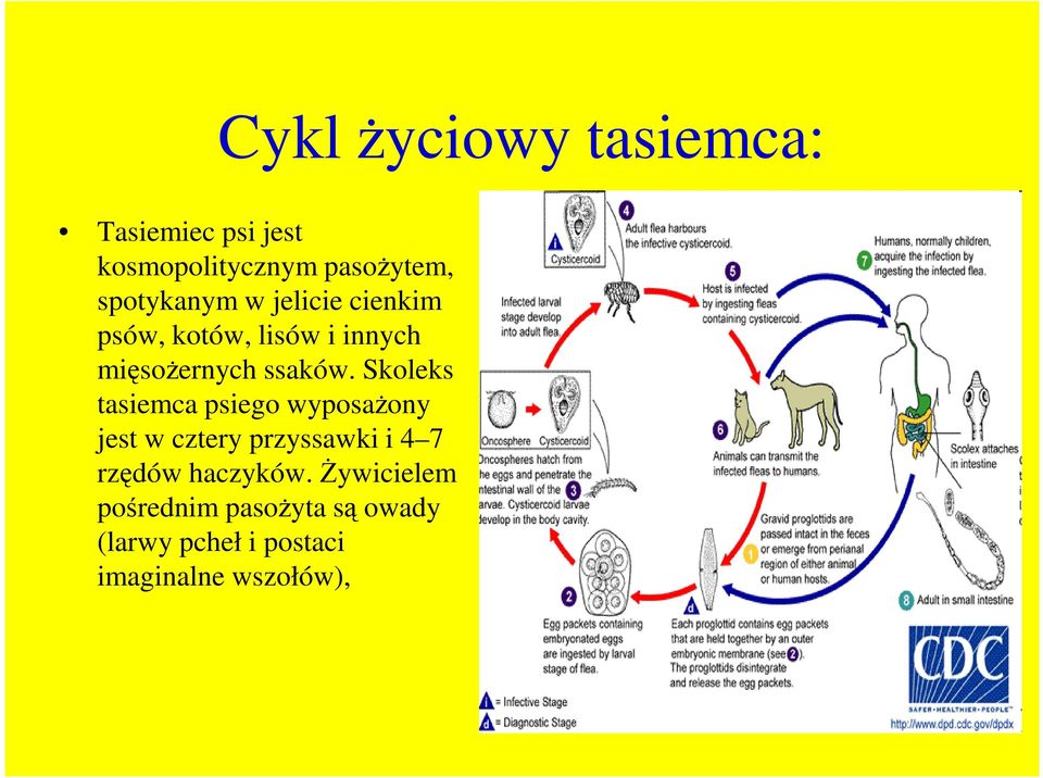 Skoleks tasiemca psiego wyposaŝony jest w cztery przyssawki i 4 7 rzędów