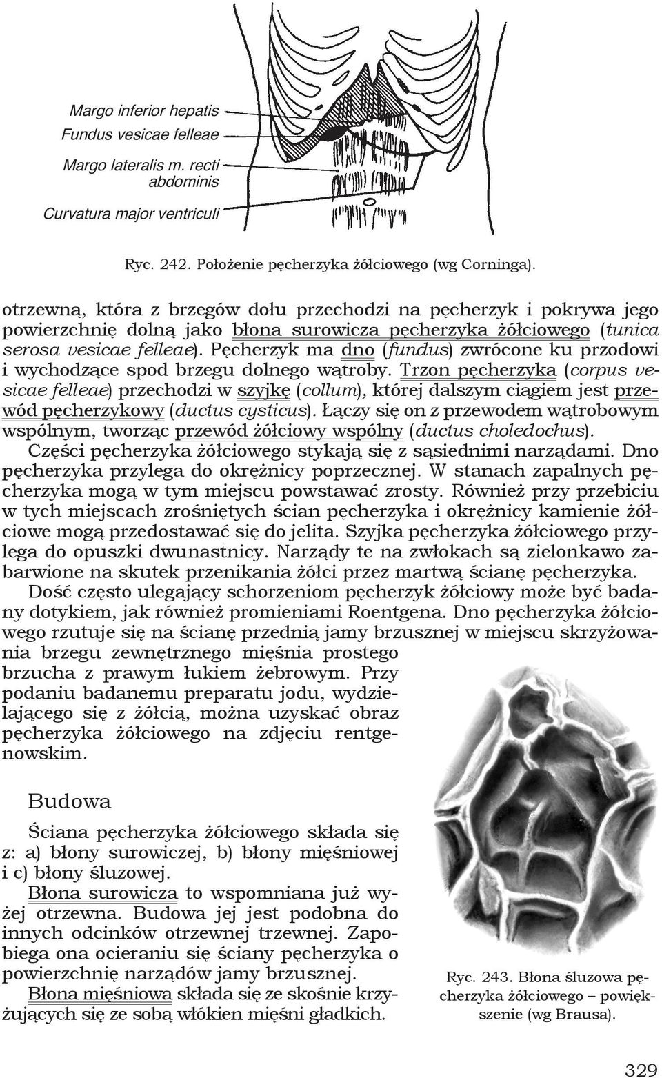 Pęcherzyk ma dno (fundus) zwrócone ku przodowi i wychodzące spod brzegu dolnego wątroby.