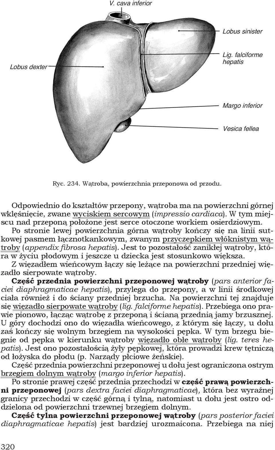 W tym miejscu nad przeponą położone jest serce otoczone workiem osierdziowym.