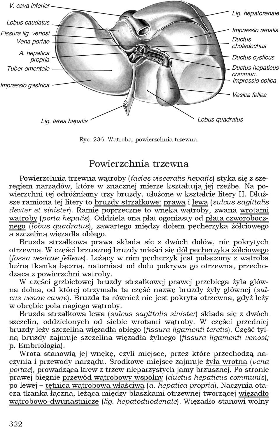 Powierzchnia trzewna Powierzchnia trzewna wątroby (facies visceralis hepatis) styka się z szeregiem narządów, które w znacznej mierze kształtują jej rzeźbę.