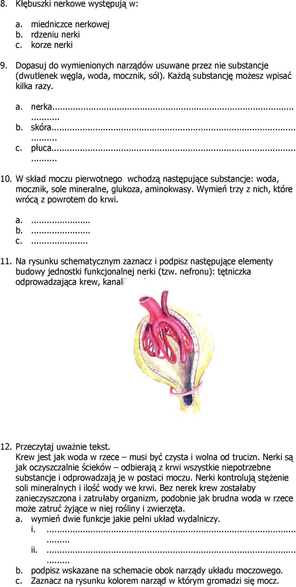 Wymień trzy z nich, które wrócą z powrotem do krwi. a.... b.... c... 11. Na rysunku schematycznym zaznacz i podpisz następujące elementy budowy jednostki funkcjonalnej nerki (tzw.