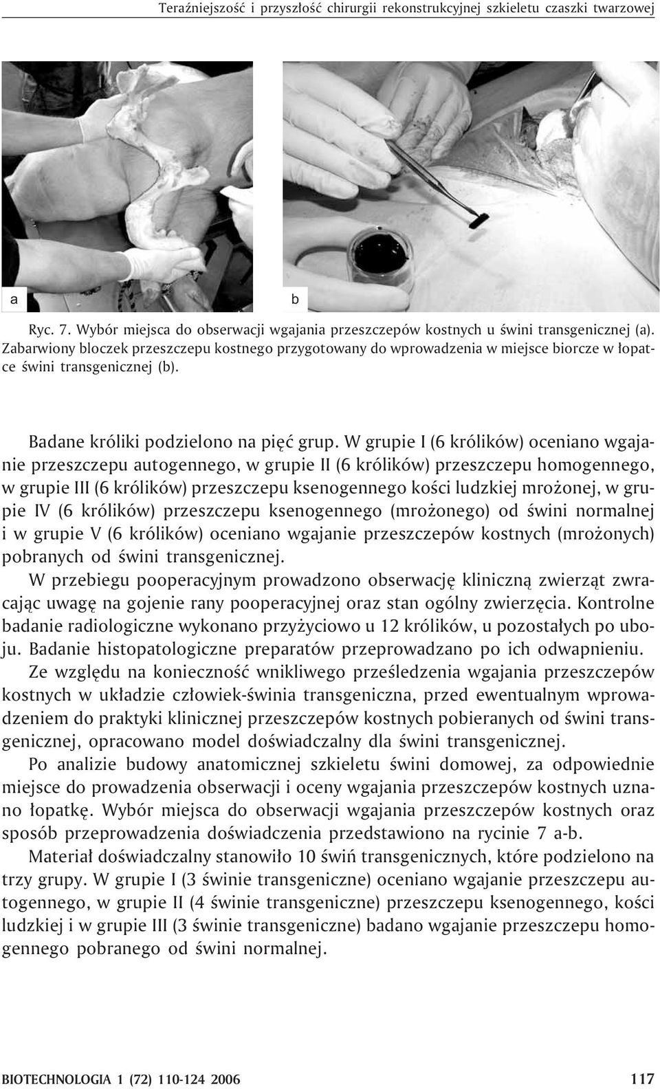 W grupie I (6 królików) ocenino wgjnie przeszczepu utogennego, w grupie II (6 królików) przeszczepu homogennego, w grupie III (6 królików) przeszczepu ksenogennego koœci ludzkiej mro onej, w grupie