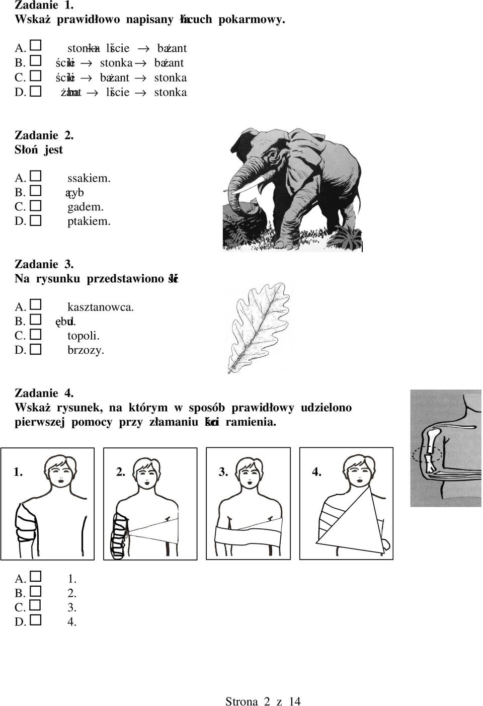 Na rysunku przedstawiono li A. kasztanowca. B. dbu. C. topoli. D. brzozy. Zadanie 4.