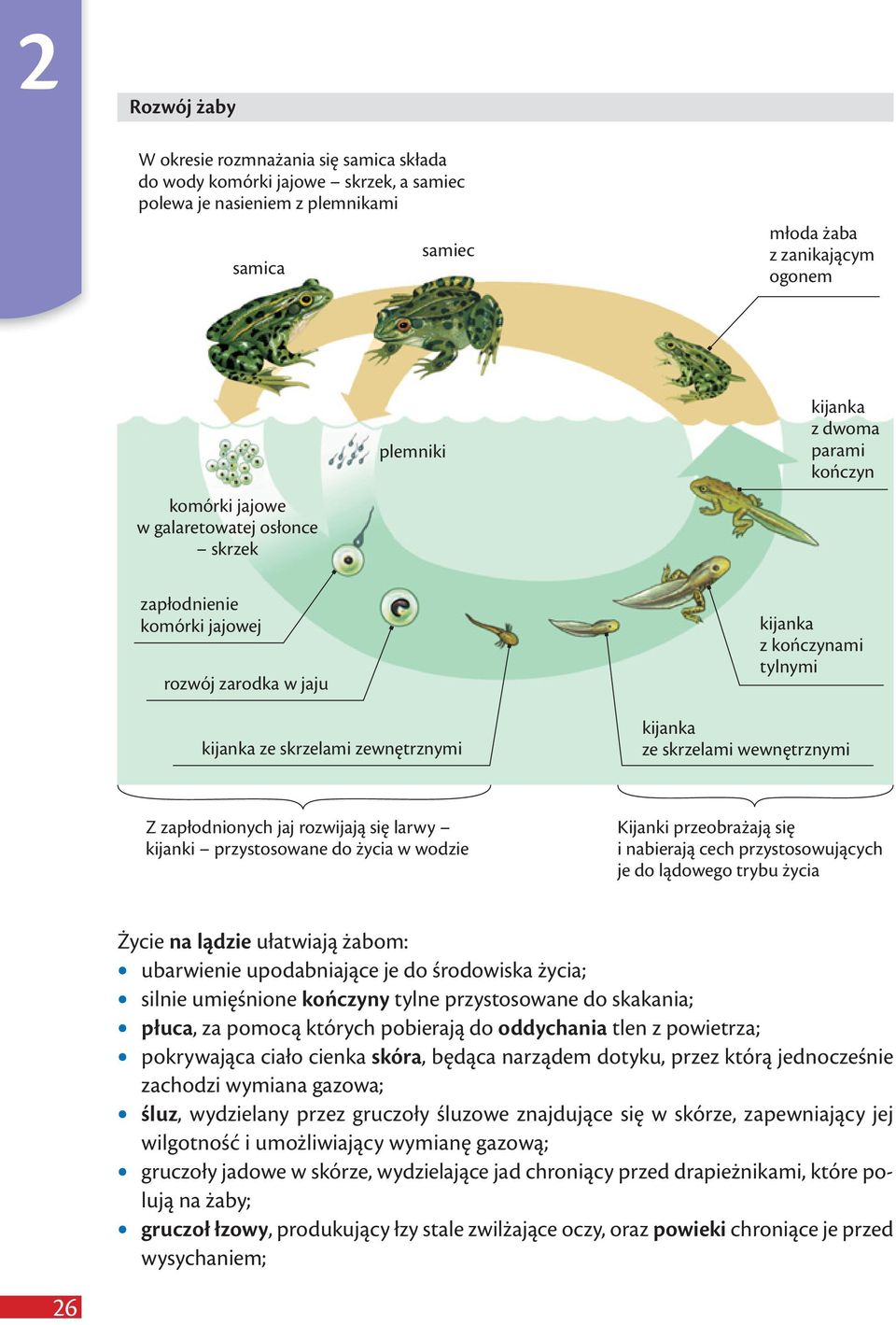 skrzelami wewnętrznymi Z zapłodnionych jaj rozwijają się larwy kijanki przystosowane do życia w wodzie Kijanki przeobrażają się i nabierają cech przystosowujących je do lądowego trybu życia Życie na