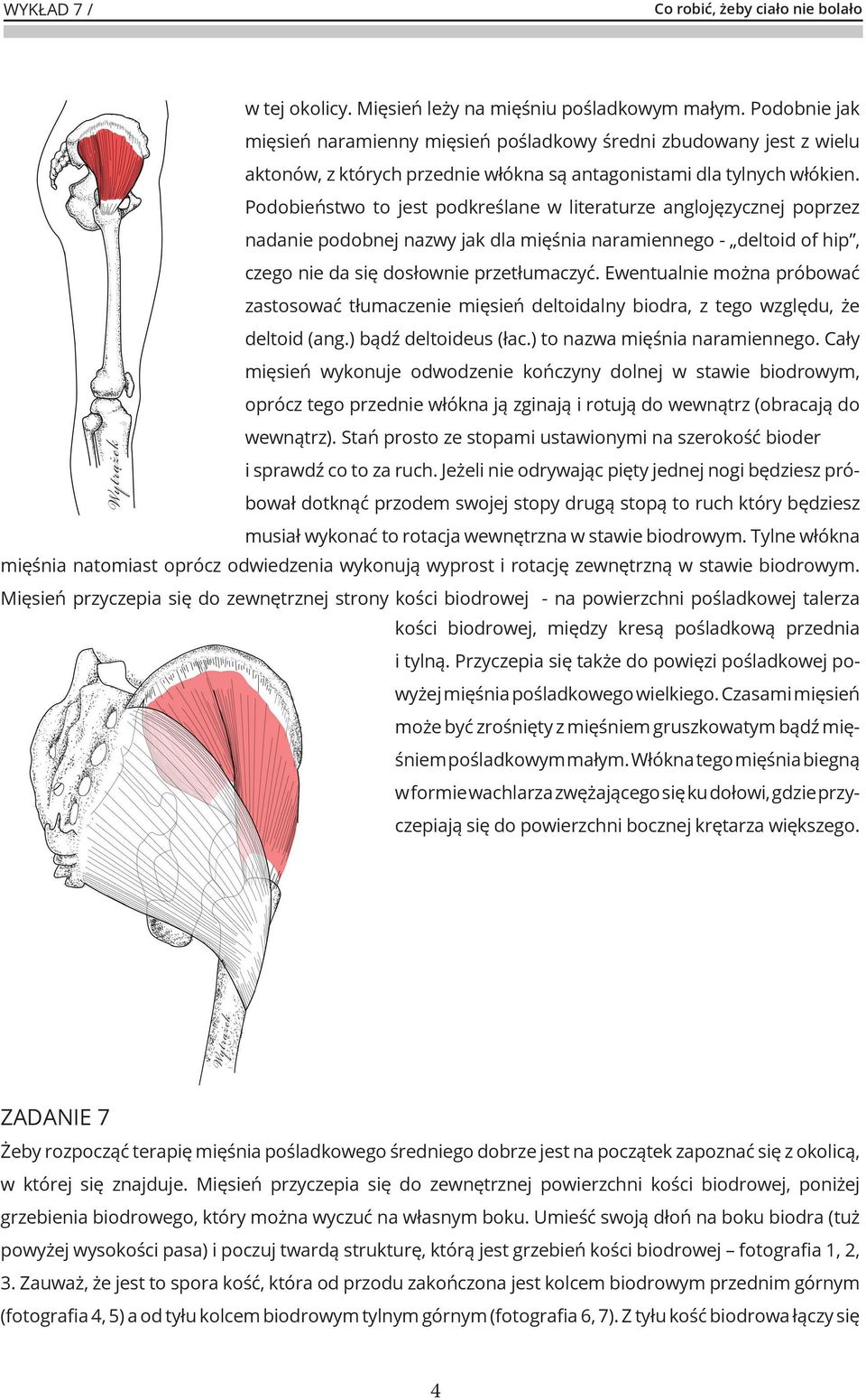 Podobieństwo to jest podkreślane w literaturze anglojęzycznej poprzez nadanie podobnej nazwy jak dla mięśnia naramiennego - deltoid of hip, czego nie da się dosłownie przetłumaczyć.