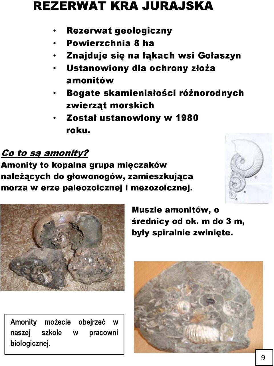 Amonity to kopalna grupa mięczaków należących do głowonogów, zamieszkująca morza w erze paleozoicznej i mezozoicznej.