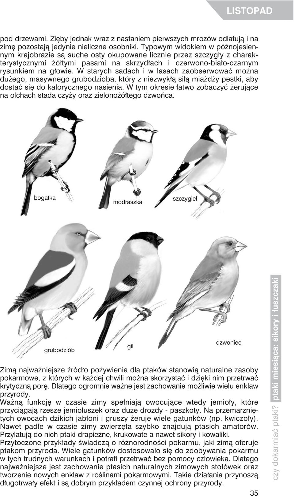 W starych sadach i w lasach zaobserwować można dużego, masywnego grubodzioba, który z niezwykłą siłą miażdży pestki, aby dostać się do kalorycznego nasienia.