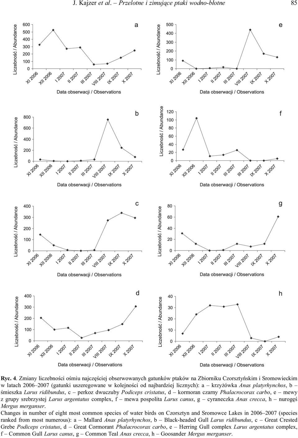 Anas platyrhynchos, b śmieszka Larus ridibundus, c perkoz dwuczuby Podiceps cristatus, d kormoran czarny Phalacrocorax carbo, e mewy z grupy srebrzystej Larus argentatus complex, f mewa pospolita